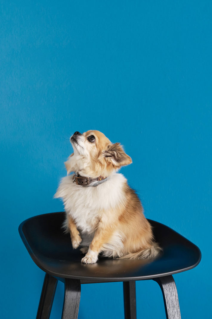 Knut; monovolume architecture + design; team; Mascotte